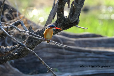 Malachite_Kingfisher_2.pb.jpg