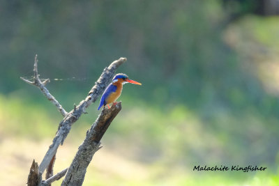 Malachite_Kingfisher.pb.jpg