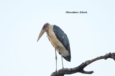 Marabou_Stork.pb.jpg