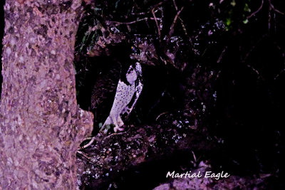 Martial_Eagle.pb.jpg