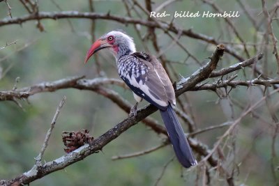 Redbilled_Hornbill.pb.jpg