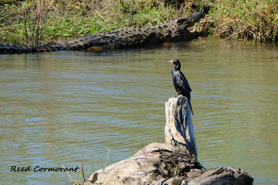 Reed_Cormorant_2.pb.jpg