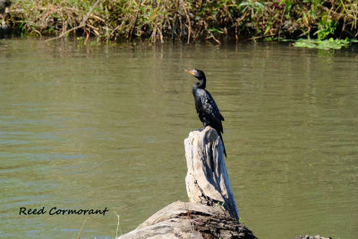 Reed_Cormorant.pb.jpg