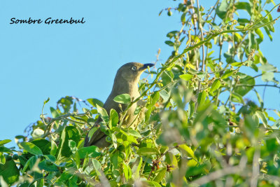 Sombre_Greenbul.pb.jpg