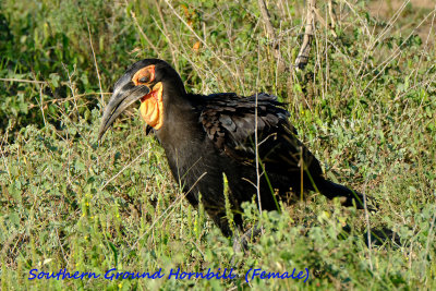 Southern_Ground_Hornbill_Female.pb.jpg