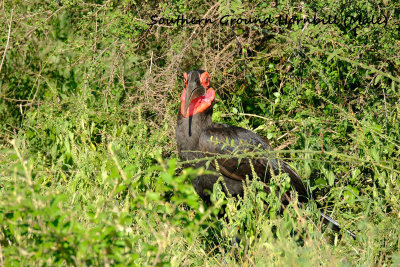 Southern_Ground_Hornbill_Male.pb.jpg