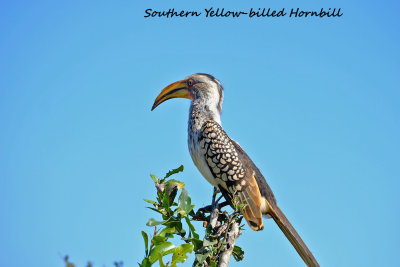 Southern_Yellowbilled_Hornbill_2.pb.jpg