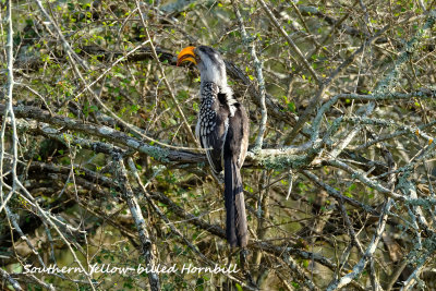 Southern_Yellowbilled_Hornbill.pb.jpg