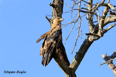 Steppe_Eagle_2_cr.pb.jpg