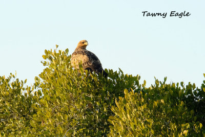 Tawny_Eagle_1.pb.jpg