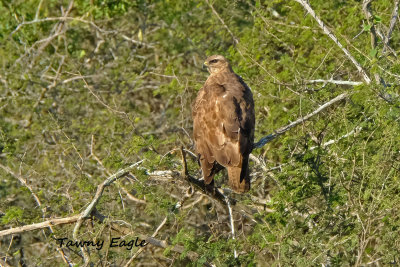 Tawny_Eagle_2.pb.jpg