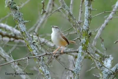 Tawny_Flanked_Prinia.pb.jpg