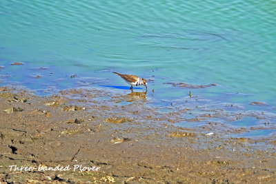 Threebanded_Plover.pb.jpg