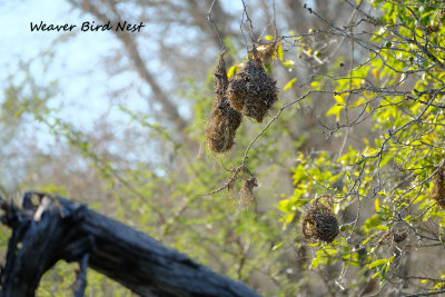 Weaver_Bird_Nest.pb.jpg