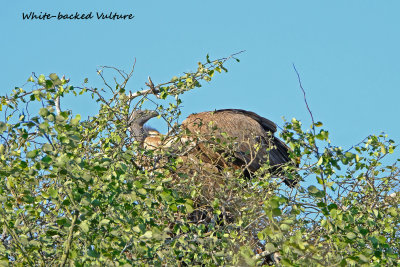 Whitebacked_Vulture.pb.jpg