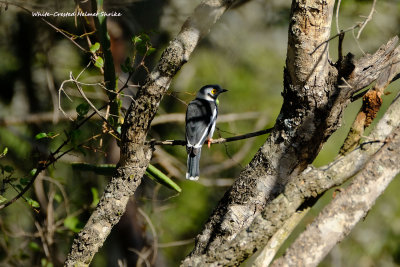 Whitecrested_Helmet_Shrike.pb.jpg