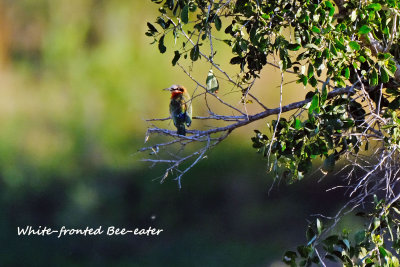 Whitefronted_Beeeater.pb.jpg