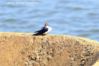 Wiretailed_Swallow.pb.jpg