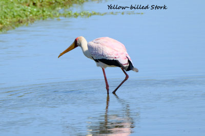 Yellowbilled_Stork.pb.jpg
