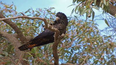 Redtailed_BlackCockatoo32pb.960x540.jpg