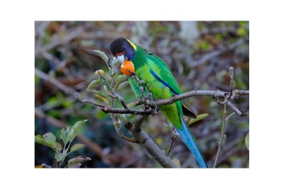 Australian Ringneck Parrot (Twenty eight)