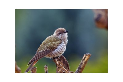 Horsfield's Bronze Cuckoo