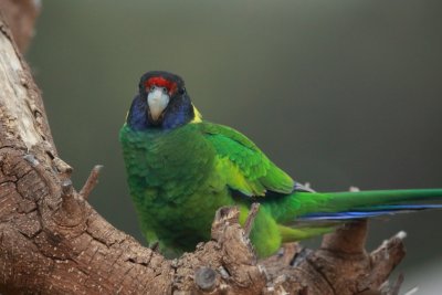 Australian Ringneck Parrot