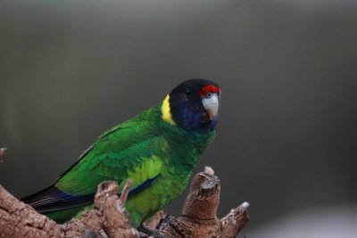 Australian Ringneck Parrot