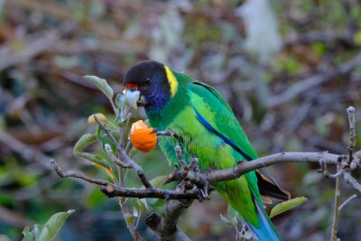 Australian Ringneck Parrot