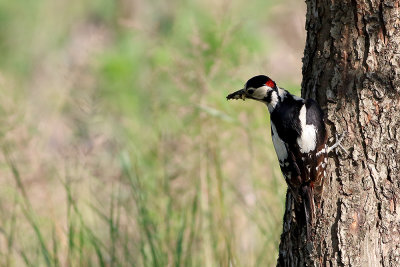 Piciformes, picchi