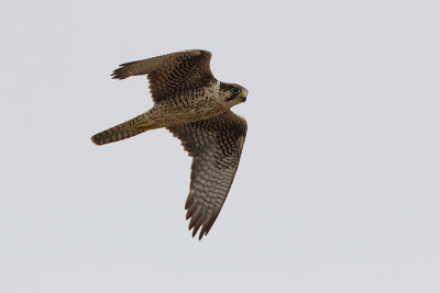 Lanario (Falco biarmicus feldeggii)