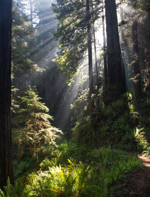 Light Thru the Redwoods
