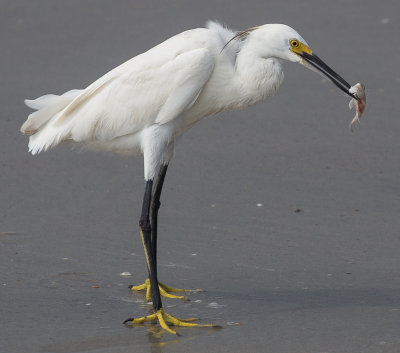 Juvenile Egret fishing
