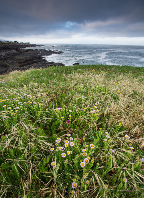 Stormy Shelter Cove