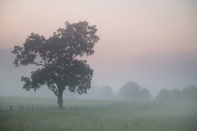 Summer stillness