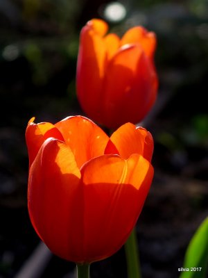 Tulipanes