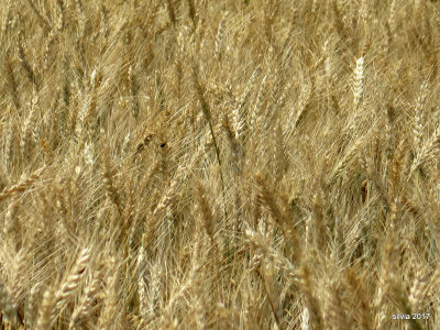 Shavuot