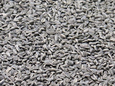Semillas de girasol-Ai Wei Wei