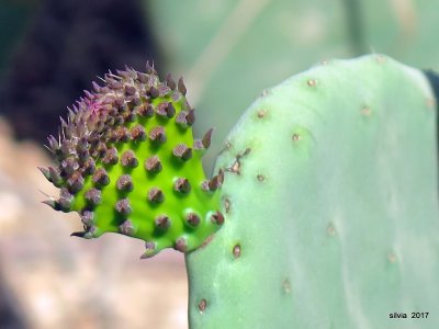 Cactus