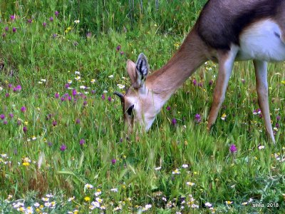 Bambi