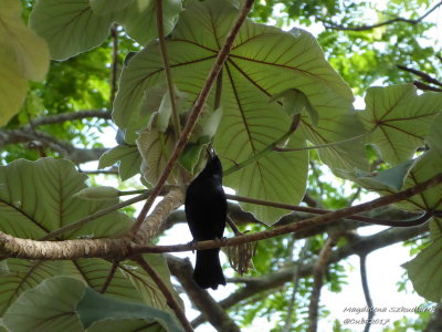Jardin Botanico de Vinales
Cuban Blackbird (Dives atroviolaceus)