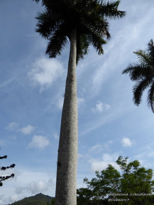 Jardin Botanico de Vinales
Roystonea regia, commonly known as the Cuban royal palm