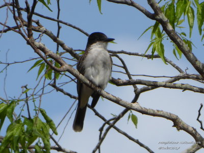 Jardin Botanico de Vinales
Loggerhead kingbird (Tyrannus caudifasciatus); Cuban endemic