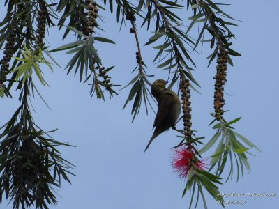 Jardin Botanico de Vinales
Cuban grassquit (Tiaris canorus); Cuban endemic