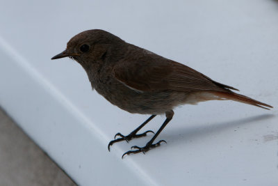 European black redstart
Phoenicurus ochruros gibraltariensis