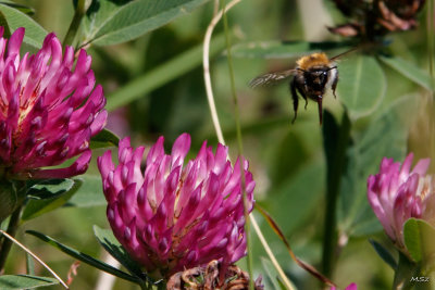 Pszczolki (Apis). Bees