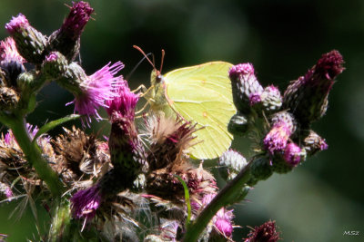 Latolistek cytrynek, listkowiec cytrynek (Gonepteryx rhamni). Common brimstone