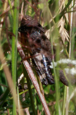 Œwierszcz polny (Gryllus campestris). Field cricket
