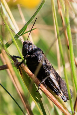 Œwierszcz polny (Gryllus campestris). Field cricket