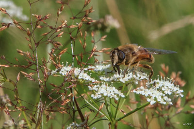 Pszczola (Apis). Bee